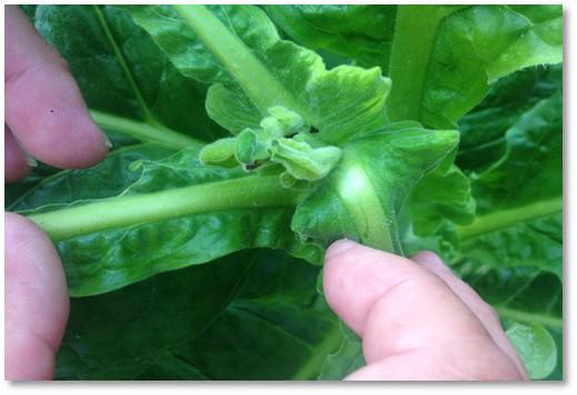 Field view of boron deficiency
